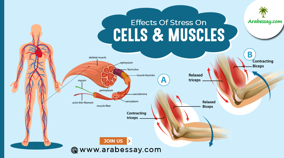 Cells And Muscles